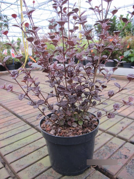 Schopfmyrthe Schwarze Perle - Lophomyrthus x ralphi Black Pearl
